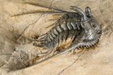 Large, Chocolate-Brown Kettneraspis Trilobite - Lghaft, Morocco #382855-1